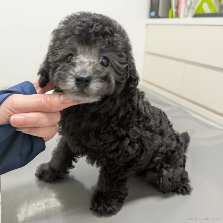 ID：2506-04182の子犬