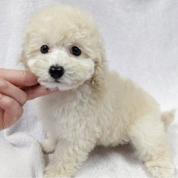 トイプードル(トイ)【滋賀県・女の子・2025年10月1日・クリーム】の写真「くりくりお目目が愛くるしい女の子♪」