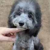 トイプードル(トイ)