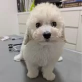 トイプードル(トイ)