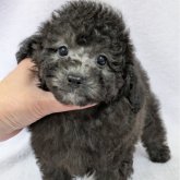 トイプードル(トイ)