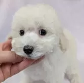 トイプードル(トイ)