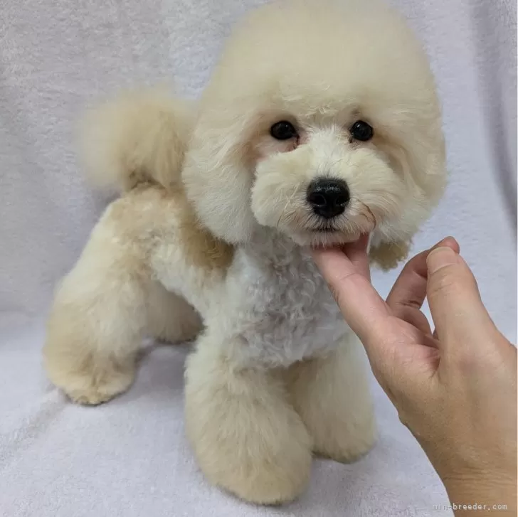 ID：2406-04879の子犬