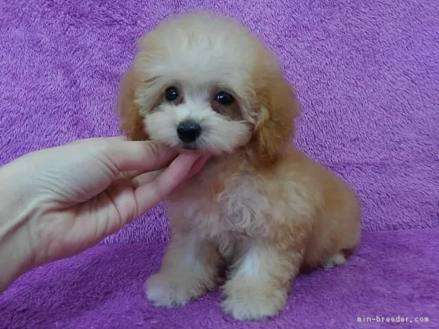 ID:1707-02151の子犬