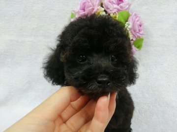 トイプードル(トイ)【滋賀県・男の子・2016年7月11日・ブラック】の写真「ちょと個性的な色合いの僕ですが・・・ウフ♬」