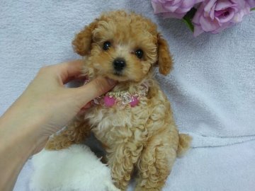 トイプードル(ティーカップ)【滋賀県・女の子・2016年7月15日・アプリコット】の写真「前腹のお兄ちゃんは１．３ｋｇでしたよ～」