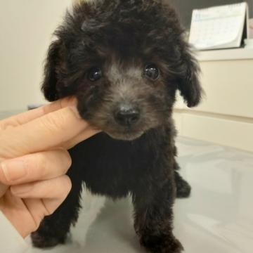 トイプードル(ティーカップ)【滋賀県・女の子・2022年8月19日・シルバー】の写真「ちっちゃいけどパワフルだよ～(o^∀^o)」