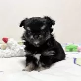 チワワ(ロング)