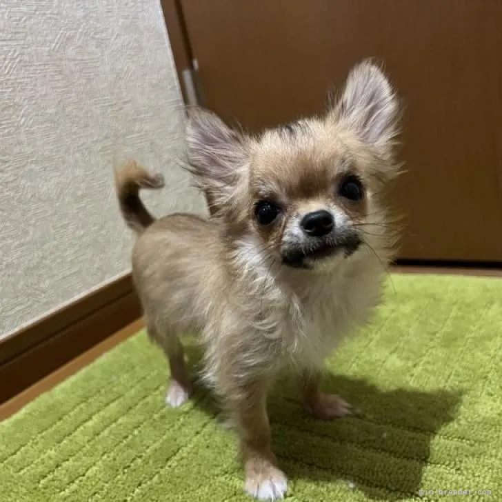 y.s 様のお迎えした子犬