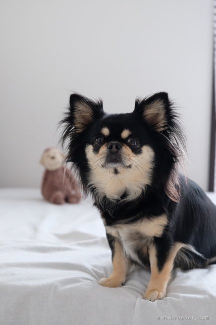 松嶋美華ブリーダーのブログ：お里帰り🐶AMOちゃん