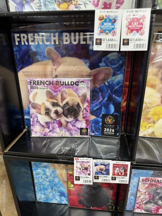 松嶋美華ブリーダーのブログ：10月30日　アメリカンタイプフレンチブルドッグ　