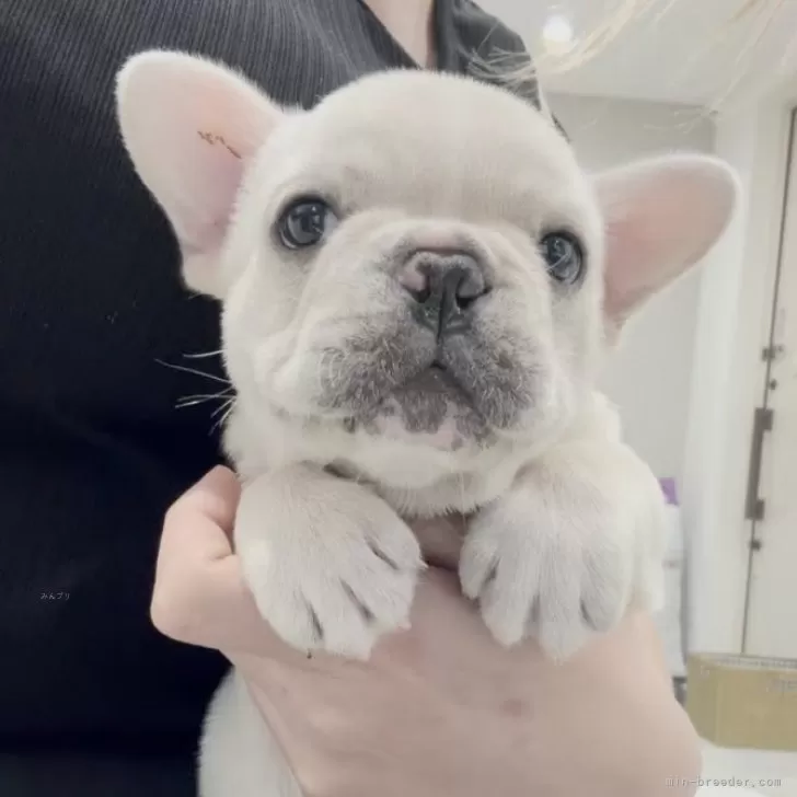 D.Y 様のお迎えした子犬