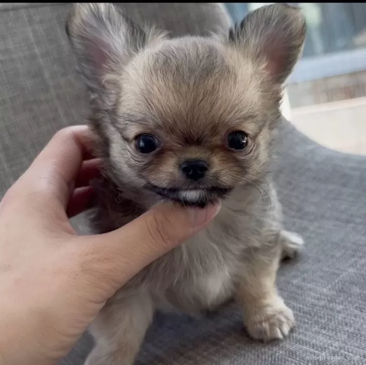 ID:2506-02379の子犬