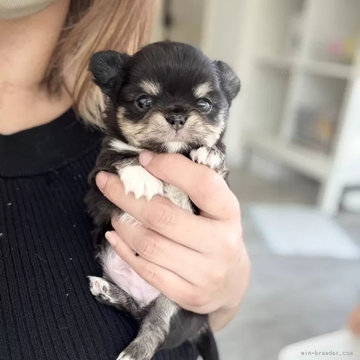 ID：2504-07708の子犬