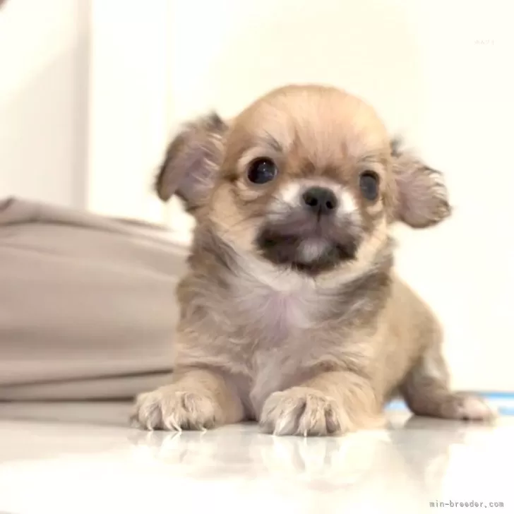 ID:2508-03275の子犬