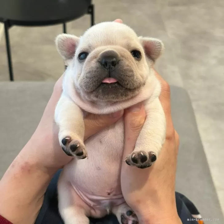 フレンチブルドッグ【兵庫県・男の子・2025年10月30日・クリーム】の写真1「まんまるに成長してます♡」