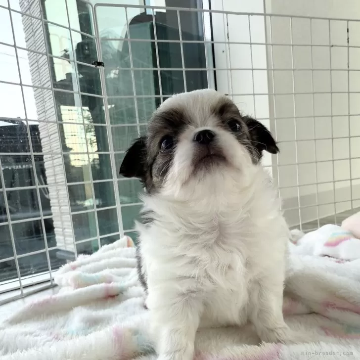 まろちゃん 様のお迎えした子犬