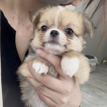 チワワ(ロング)【兵庫県・男の子・2025年4月10日・フォーンホワイト】の写真「まんまるもふもふ💕ドワーフ男の子💕」