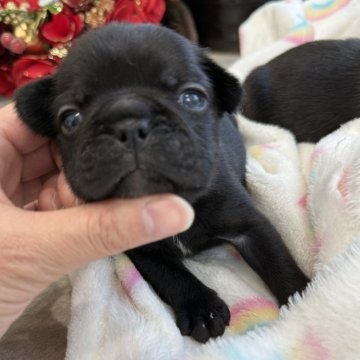 フレンチブルドッグ【兵庫県・女の子・2025年11月3日・ブラックブリンドル】の写真「良血統⭐️ショーライン⭐️アメリカンタイプ」