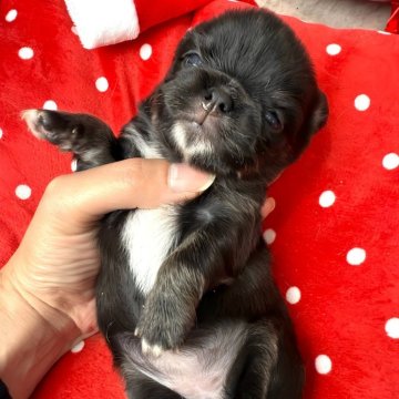 チワワ(ロング)【兵庫県・女の子・2025年11月5日・ブラックソリッド】の写真「くまちゃん♡みたいです♡」