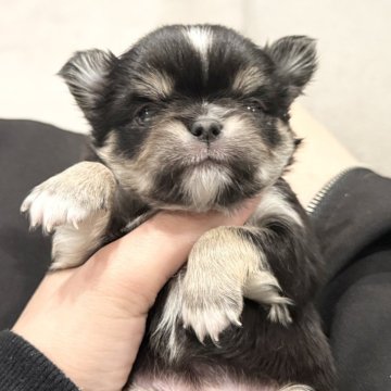 チワワ(ロング)【兵庫県・女の子・2025年6月13日・ブラックタン】の写真「excellent puppy🫶」