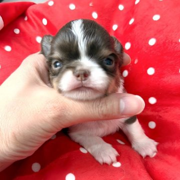 チワワ(ロング)【兵庫県・男の子・2025年11月5日・チョコパーティ】の写真「めちゃくちゃ可愛いパパ似の僕♡」