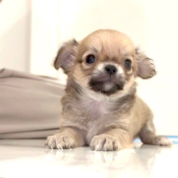 チワワ(ロング)【兵庫県・男の子・2025年7月30日・フォーン】の写真「鼻ぺちゃ短足ドワーフbaby🥰」