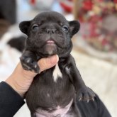 フレンチブルドッグ