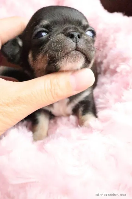 ID:2111-02735の子犬