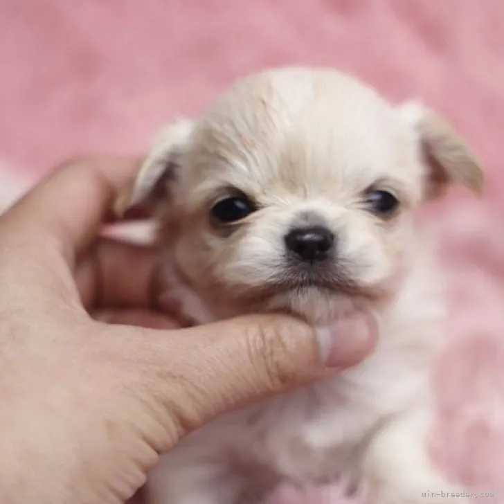 ID：2308-04943の子犬