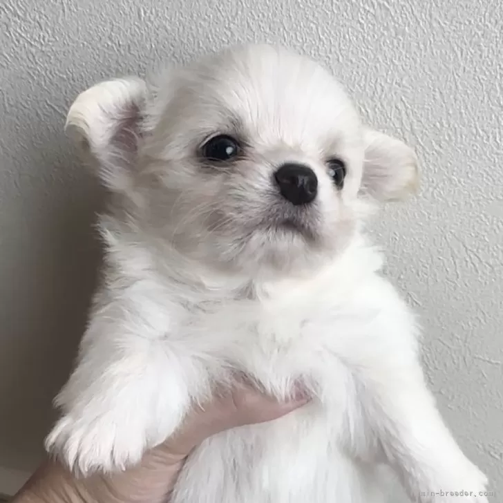 ID:2408-07036の子犬