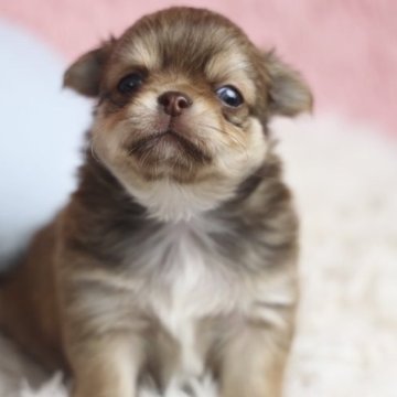 チワワ(ロング)【兵庫県・男の子・2023年8月19日・チョコフォーン】の写真「チョコフォーン❤︎ぶひっとむっちりくん❤︎」