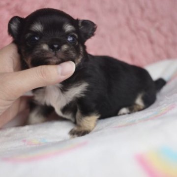 チワワ(ロング)【兵庫県・男の子・2023年10月2日・ブラックタン】の写真「驚きの短足くん❤︎ドワーフ×ドワーフ」