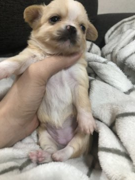 チワワ(ロング)【兵庫県・女の子・2019年4月22日・クリーム】の写真「鼻ぺちゃパパとママから産まれました！」