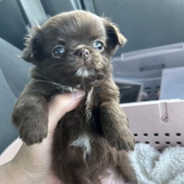 チワワ(ロング)【兵庫県・女の子・2023年10月17日・チョコソリッド】の写真「excellent puppy❤︎ソリッド❤︎」
