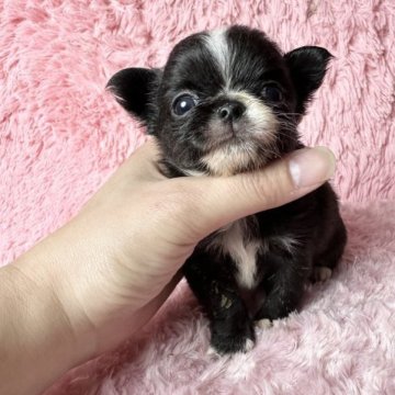 チワワ(ロング)【兵庫県・男の子・2023年10月17日・ブラック&ホワイト】の写真「ドワーフ❤︎ブラソリ系ボーイ❤︎」