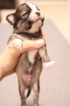 チワワ(ロング)【兵庫県・男の子・2020年7月27日・フォーンセーブル&ホワイト】の写真「特選予報😊めっちゃ可愛い男の子です！」