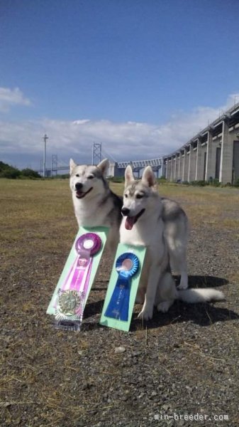 中町　涼子(なかまち　りょうこ)ブリーダー(愛媛県・シベリアンハスキー・JKC登録)の紹介写真1