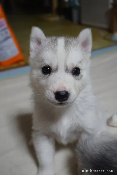 ジェニファー 様のお迎えした子犬