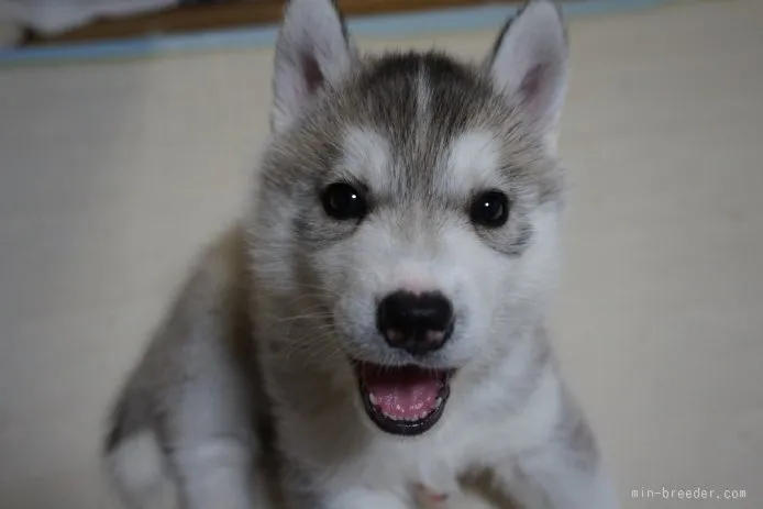 岬のたっくん★彡 様のお迎えした子犬