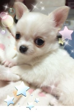 埼玉 子犬 里親