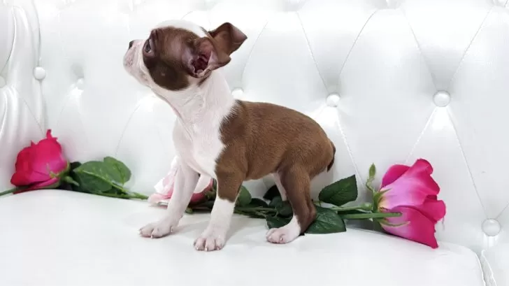 ボストンテリア 仲良く、ボストンテリアの 兄妹がホームページに 載りました