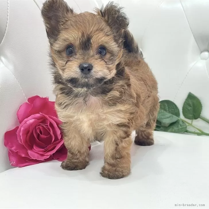 ID：2506-04991の子犬