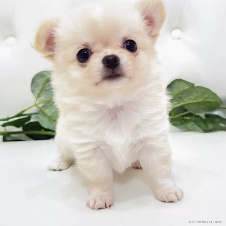 ID：2510-07427の子犬