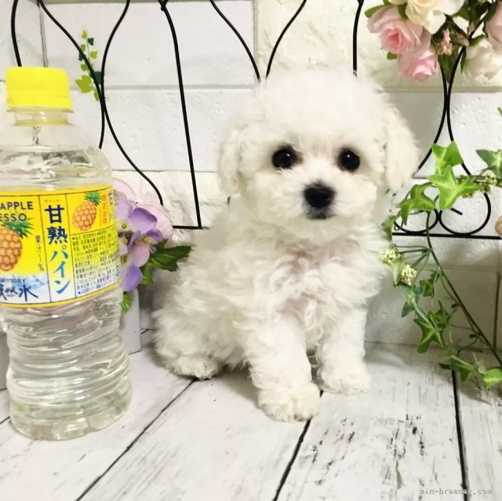 S.S 様のお迎えした子犬