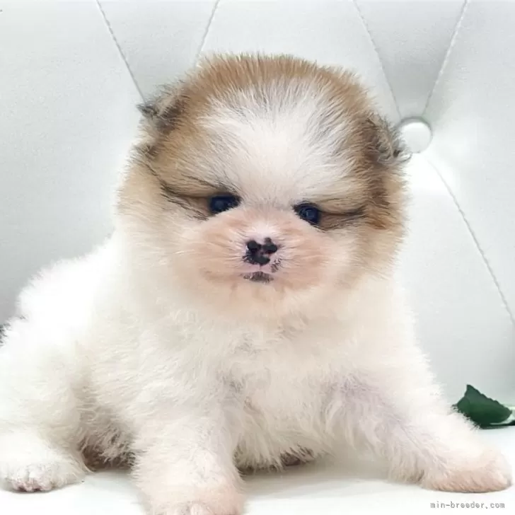 ID:2506-06889の子犬