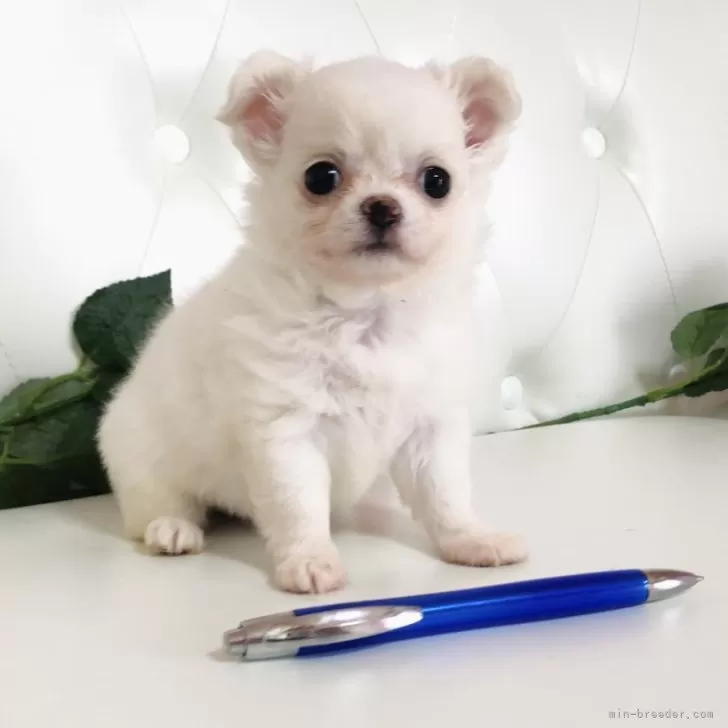 ID：2505-01181の子犬