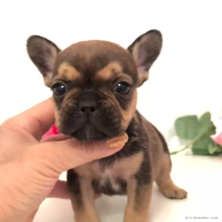 ID：2503-00323の子犬