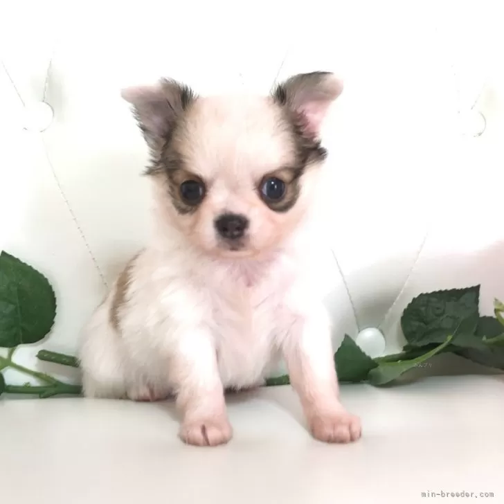 ID：2503-06185の子犬