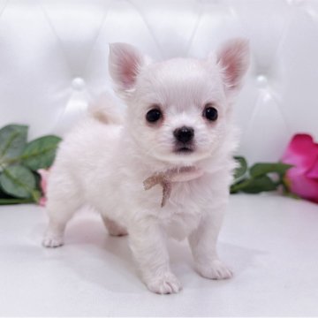 チワワ(ロング)【埼玉県・女の子・2025年10月30日・クリームアンドホワイト】の写真「めちゃくちゃチビチビ可愛い子両親遺伝子クリア🧬」